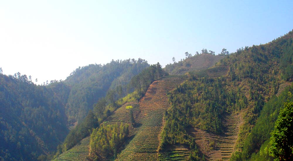 Čaj Lu Mu Dan se pěstuje v nádherné přírodě